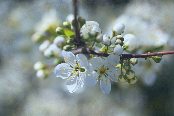 Spring White Blossom Blues by Joy Watson